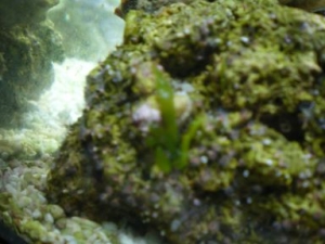 Tank_Pictures_002