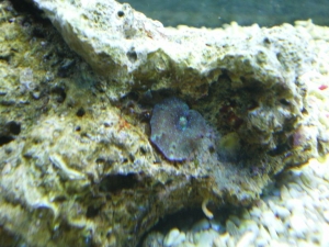 Tank_Pictures_003