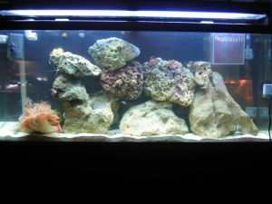 Rock Reconfigure and New Protein Skimmer(cleaned the cyna)