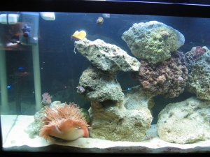 LeftSide Rock Reconfigure and New Protein Skimmer(cleaned the cyna)