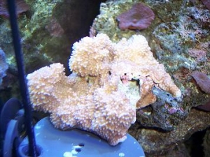 new_montapora