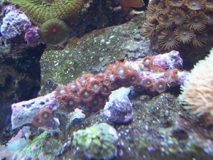 orange_zoa1