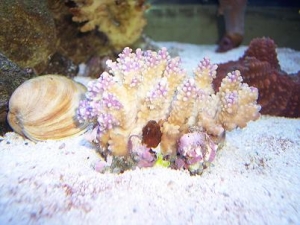 In_the_tank