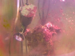 red slime, algae