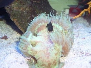 elagance_coral
