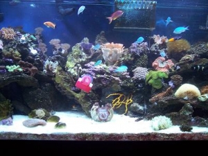 New_tank_shot