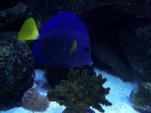 purple_tang1