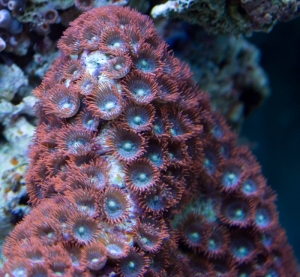 Zoanthids