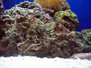 reef-tank-001