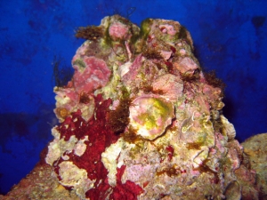 reef-tank-002