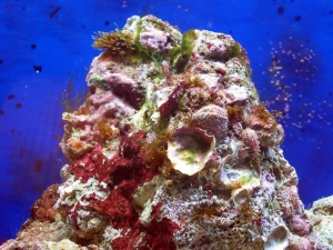 reef-tank-003