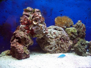 reef-tank-006