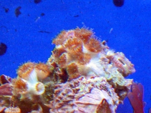reef-tank-013