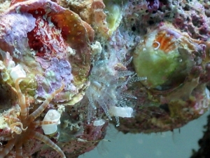 reef-tank-014