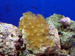 reef-tank-015