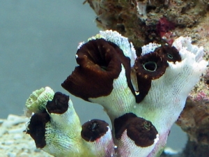 reef-tank-016