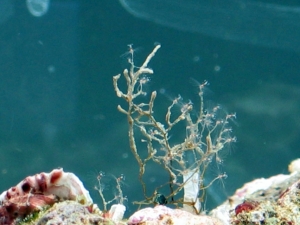 reef-tank-017