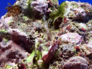 reef-tank-020