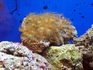 reef-tank-025