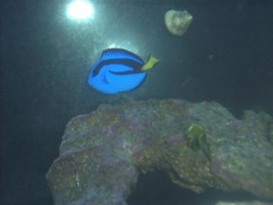 BlueTang2