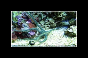 Green Brittle Star