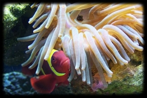 Maroon Clown with Host Anemone