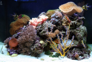 Biocube 29