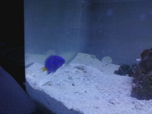 laluna my yellow tail blue damsel