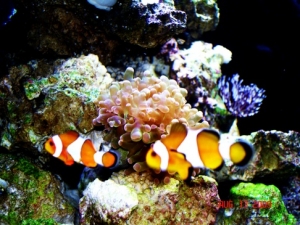 clowns near my frogspawn refusing to host