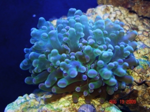 frogspawn