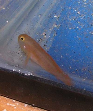 clown goby