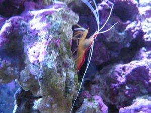 skunk shrimp