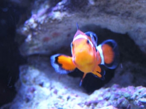 clownfish