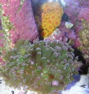 sun frogspawn