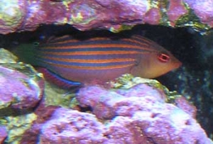 sixline wrasse