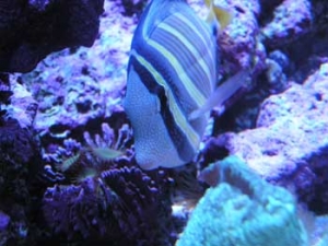 nosey tang