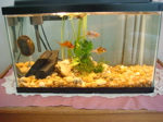 fantail goldfish