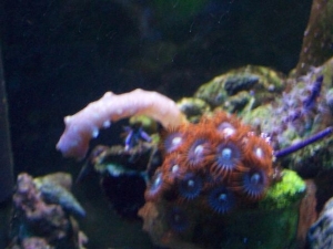 Aqu 031 (Small)