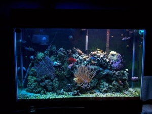 Aqu 033 (Small)