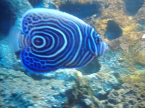Emperor Angelfish(juvi)