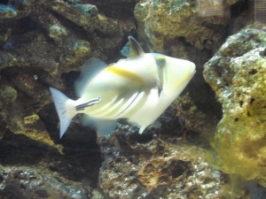 Picasso Triggerfish.