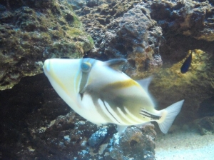 Picasso Triggerfish.