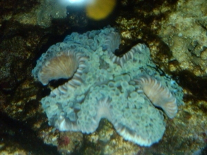 HAMMER CORAL
