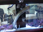 previous owner's tank set-up.

Are those purple-ish rocks "live rock"? 
The reticulated eel is deceased but he was a three year old 3 1/2 ft beauty.