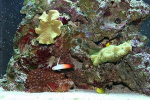 corals