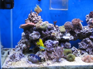 Left side of tank with my clam