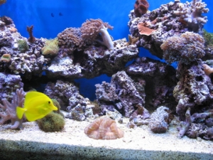Center of tank