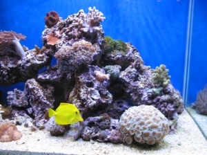 right side of tank