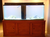 150 gal tank with stand made by 20 yr old son