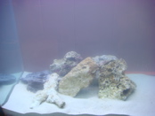 salt water, live sand, live rock, and base rock
